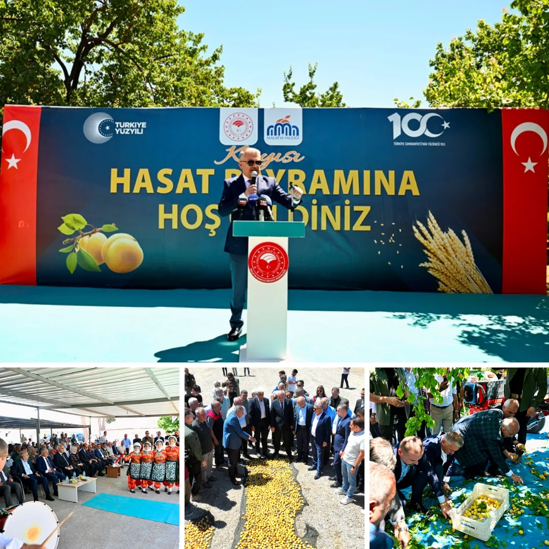 Malatya’da Kayısı Hasadı Başladı