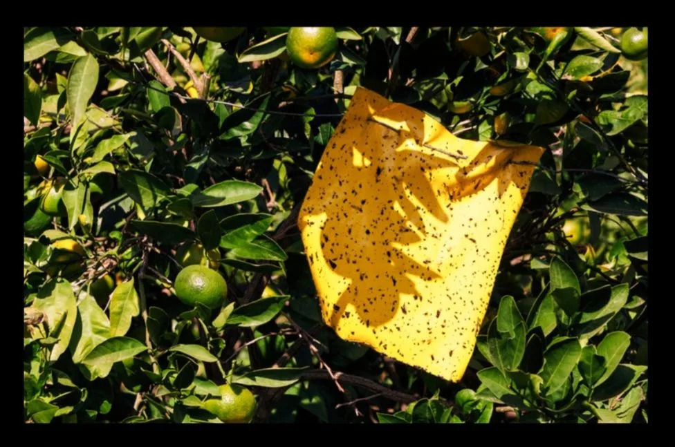 AKDENİZ MEYVE SİNEĞİ(Ceratitis capitata)