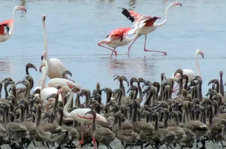 Flamingoların Doğal Güzellikleri Bornova’da