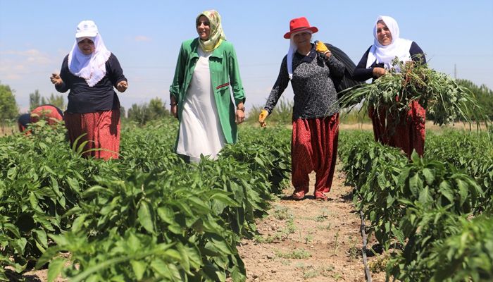 Ata tohumlarının hasadına başlanıldı