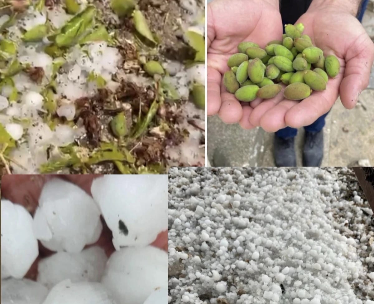 Başkan Duman Malatya’da Dolu Felaketi: Kayısı Üreticisi Zor Durumda