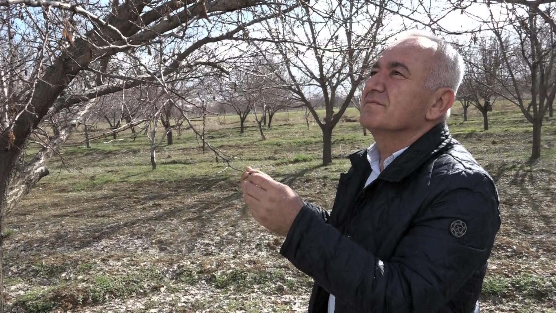 Malatya’da Kayısıda Rekolte Beklentisi 60-70 Bin Ton