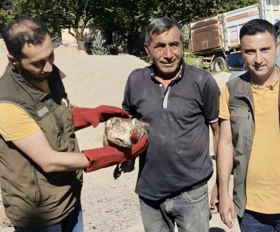 Malatya'da Yaralı Yılan Kartalı Bulundu