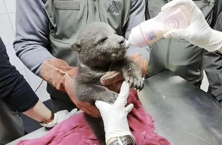 Yavru Boz Ayı Doğal Hayatın Emanetinde